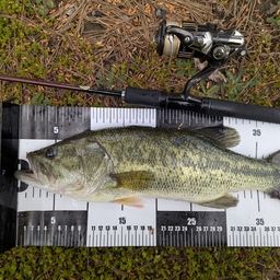 ラージマウスバス