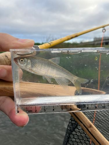 オイカワの釣果
