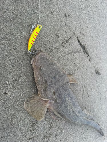 マゴチの釣果