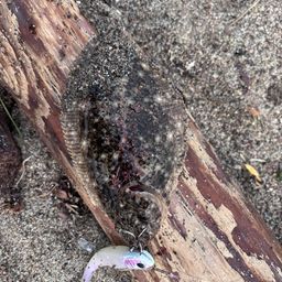ヒラメ