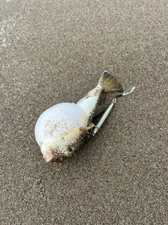 クサフグの釣果