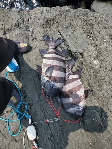 タイの釣果