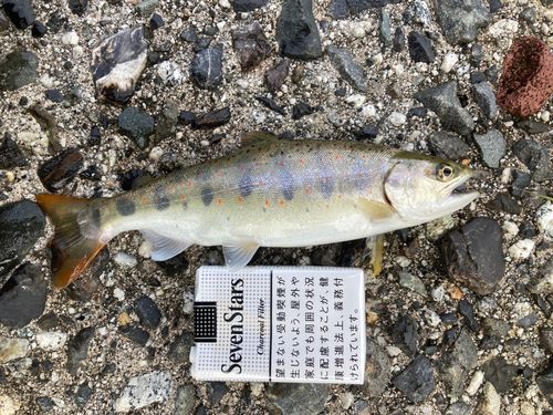 アマゴの釣果