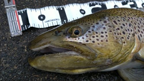 ブラウントラウトの釣果