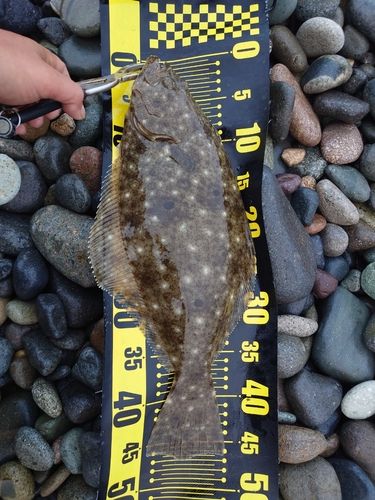 ヒラメの釣果