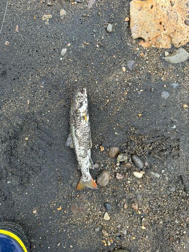 アメマスの釣果