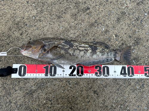 アイナメの釣果