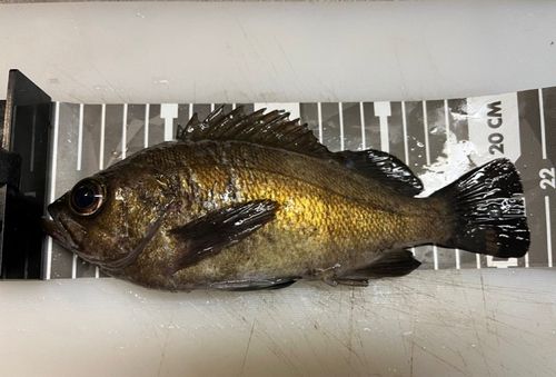 メバルの釣果