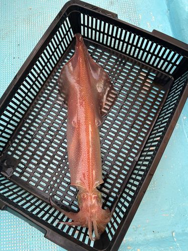 ケンサキイカの釣果