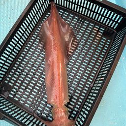 ケンサキイカ