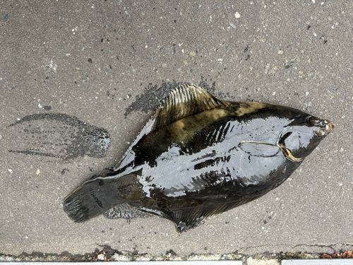 クロガレイの釣果