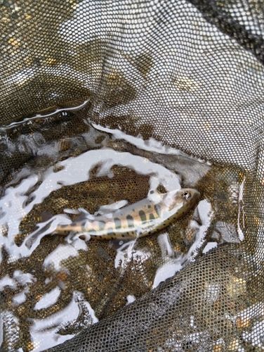 ヤマメの釣果