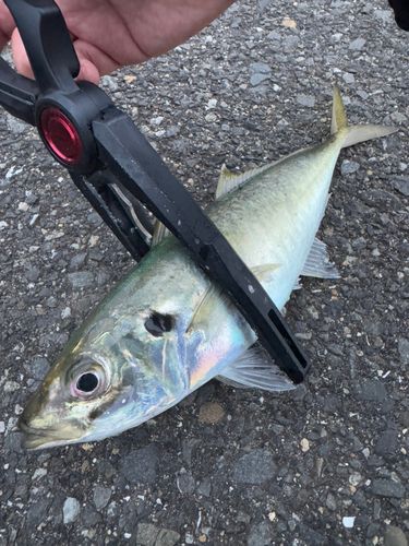 マルアジの釣果
