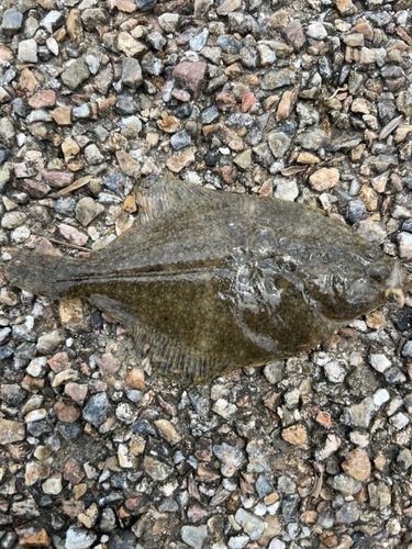 ヒラメの釣果