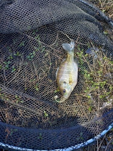 ブルーギルの釣果