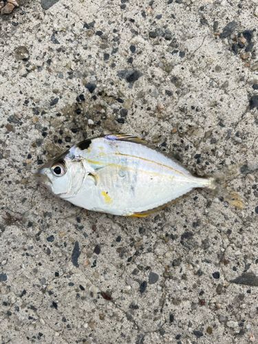 ヒイラギの釣果