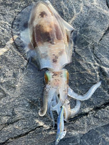アオリイカの釣果