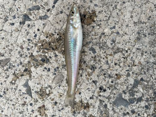 キスの釣果