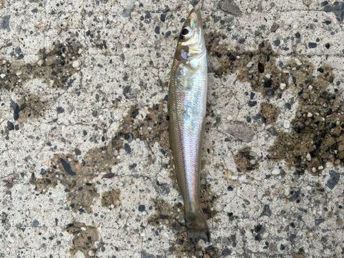 キスの釣果