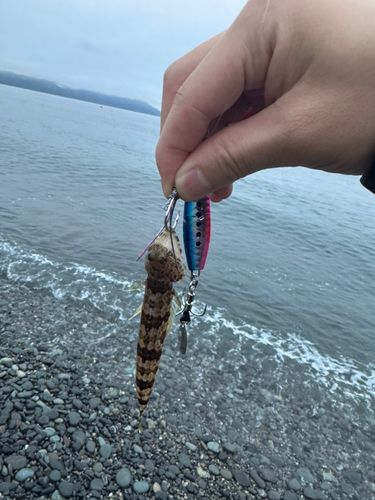 エソの釣果