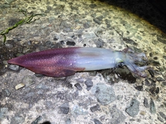 シロイカの釣果