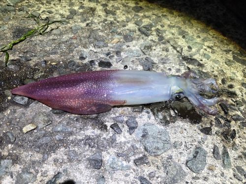 シロイカの釣果