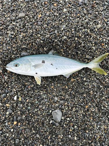 ワカシの釣果