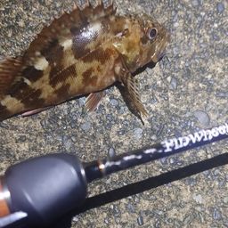 カサゴ