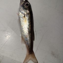 クロムツ