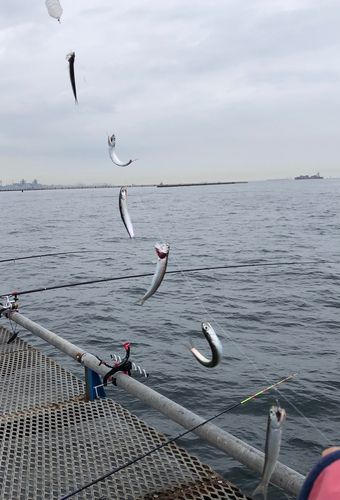 カタクチイワシの釣果