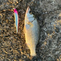 セイゴ（ヒラスズキ）