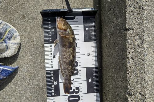 アイナメの釣果