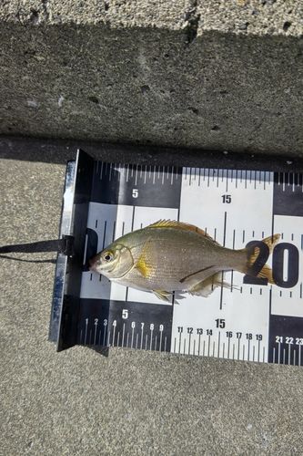 ウミタナゴの釣果