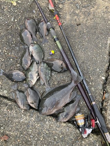 メジナの釣果