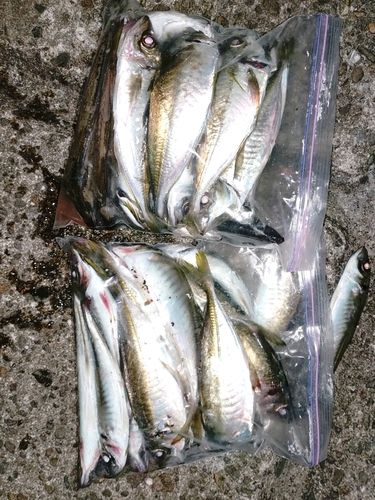 アジの釣果