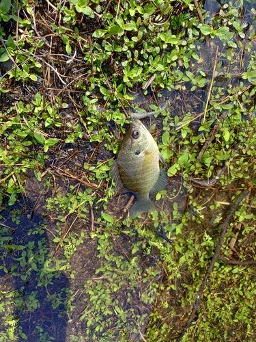 ブルーギルの釣果