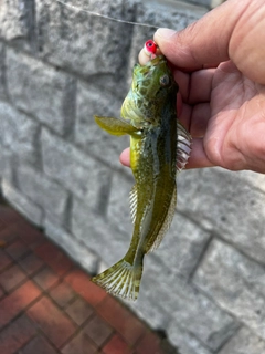 アナハゼの釣果