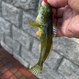 アナハゼ