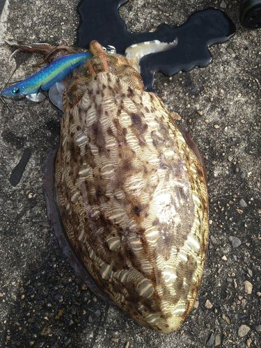 モンゴウイカの釣果