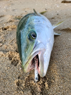 ブリの釣果