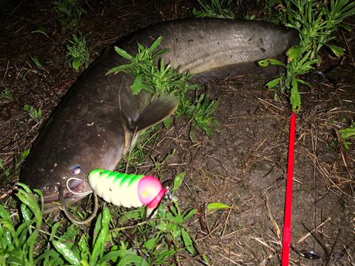 ナマズの釣果