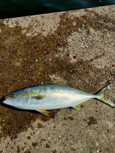 ハマチの釣果