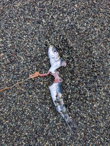 カタクチイワシの釣果