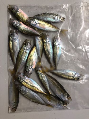 アジの釣果