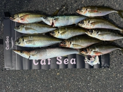 マアジの釣果