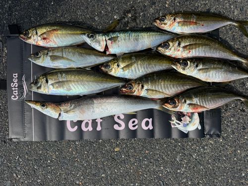 マアジの釣果