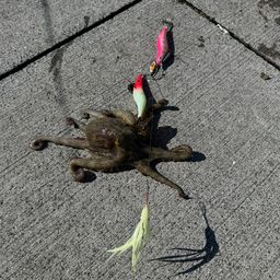 タコ
