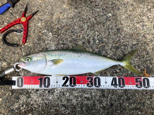 ハマチの釣果