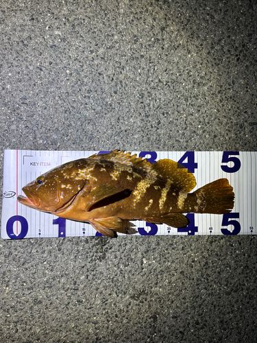 アコウの釣果