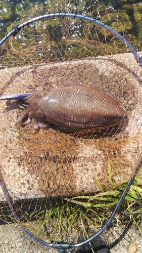 モンゴウイカの釣果